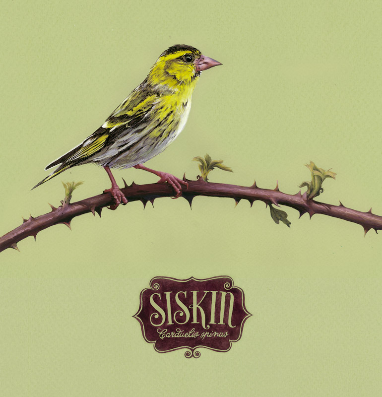 Siskin