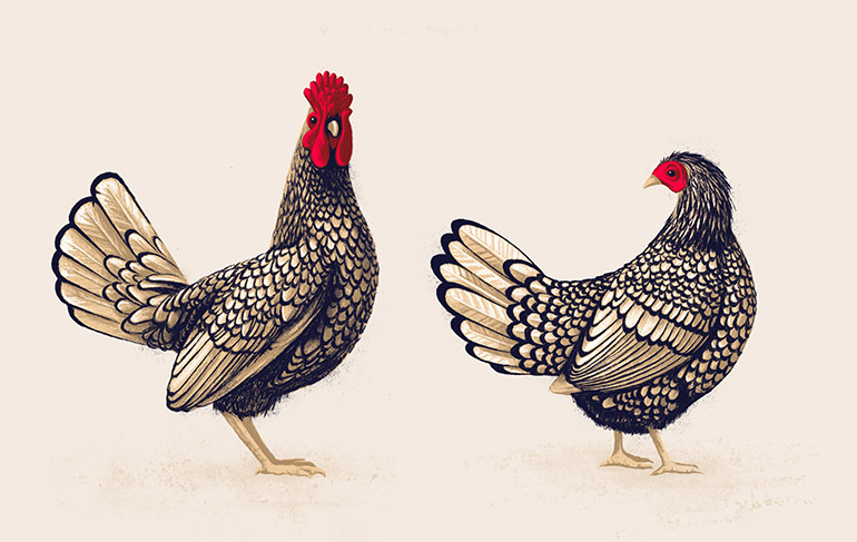 Chicken pair 2