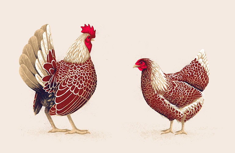 Chicken pair 3