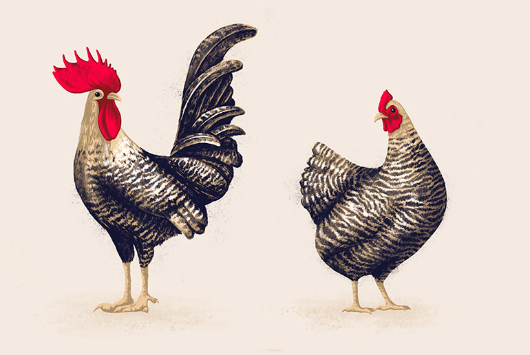 Chicken pair 4