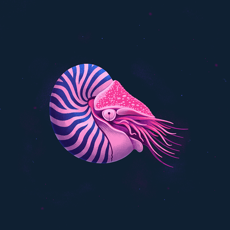 Deep Sea Creatures - Nautilus