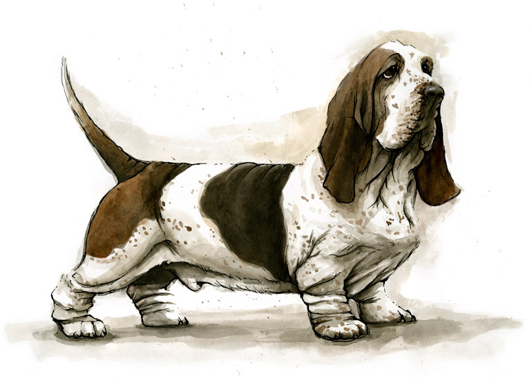 Basset Hound