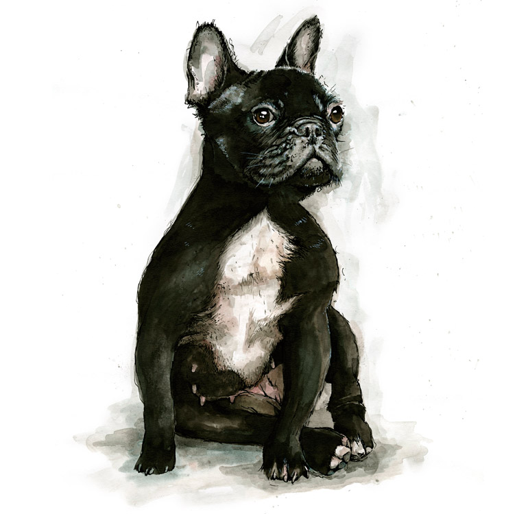 French Bulldog