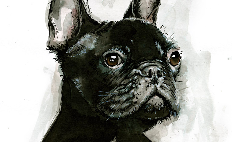 French Bulldog (detail)