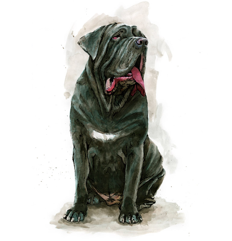 Neopolitan Mastiff