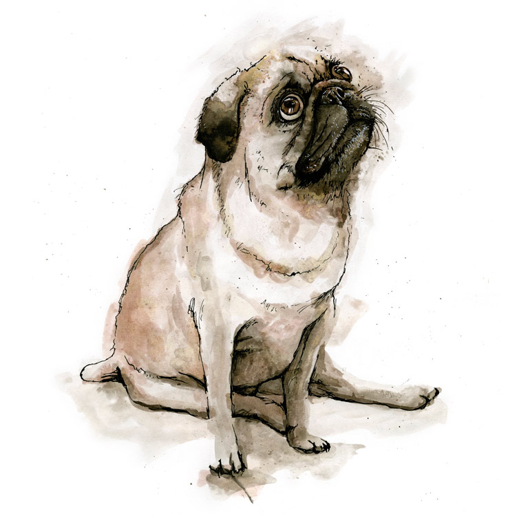 Pug