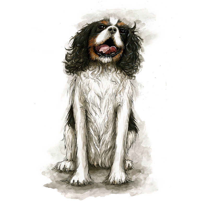 King Charles Spaniel