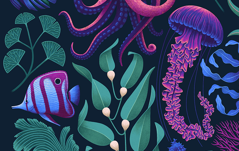 Octopus illustration detail