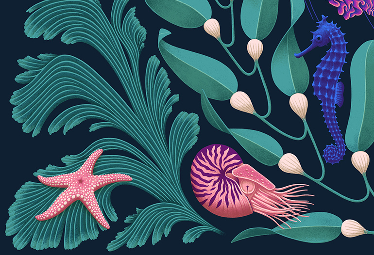 Octopus illustration detail