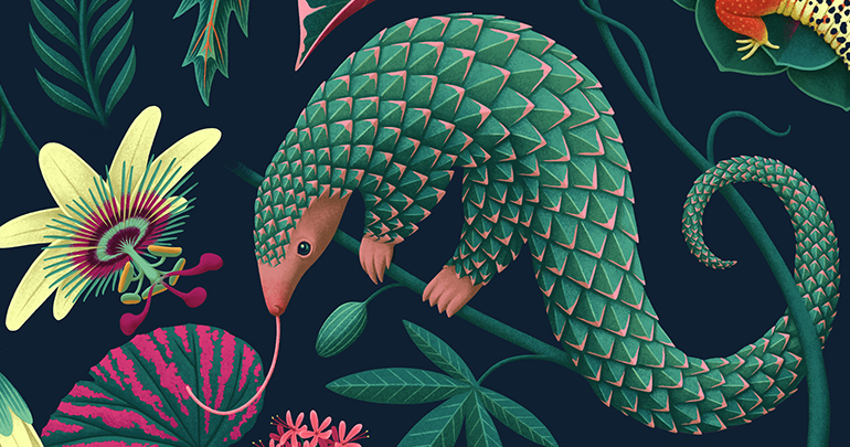 Pangolin illustration detail