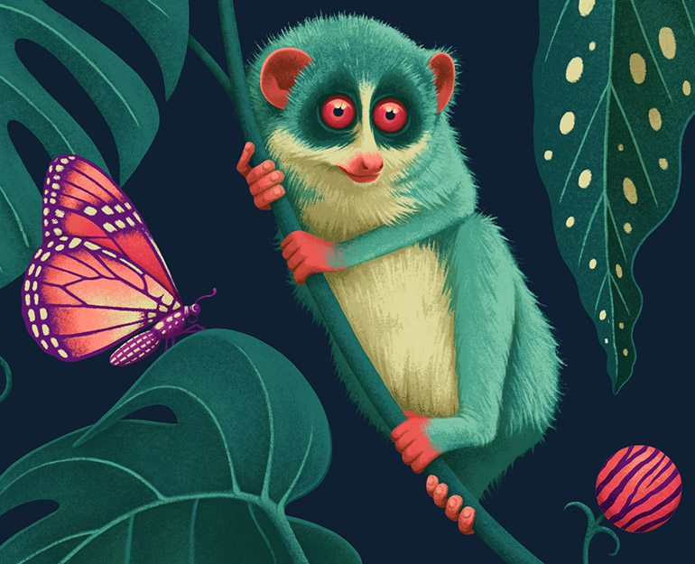 Slow Loris illustration detail