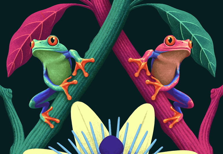 Tamarin illustration detail