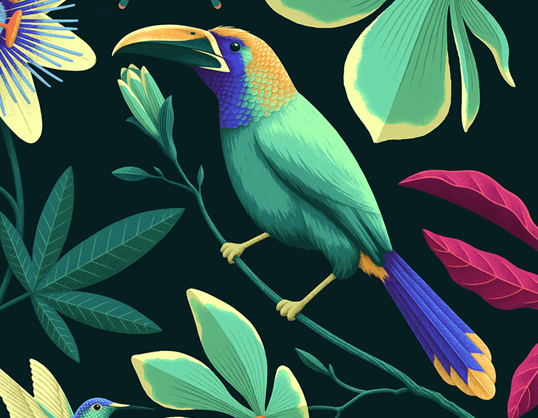 Tamarin illustration detail