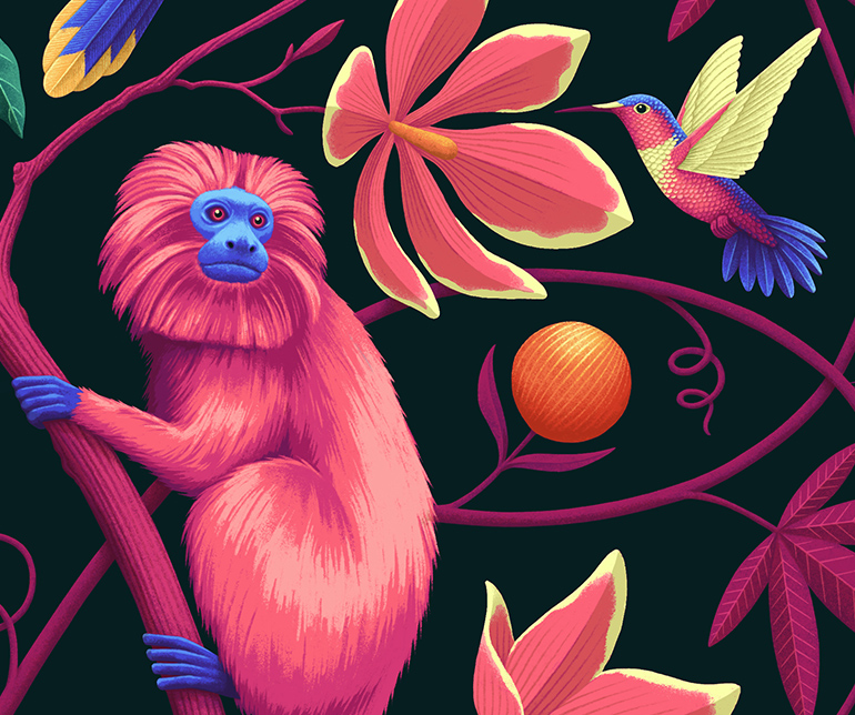 Tamarin illustration detail