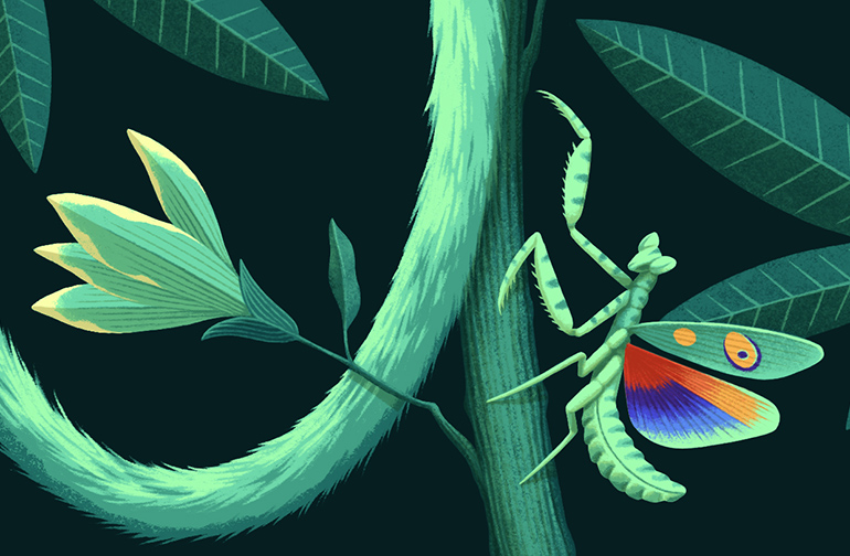 Tamarin illustration detail